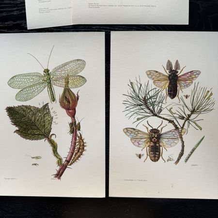 Литография 27х19 см Insectes d'Europe 2 шт стр. 26/99