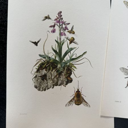 Литография 27х19 см Insectes d'Europe 2 шт стр. 169/38