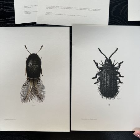 Литография 27х19 см Insectes d'Europe 2 шт стр. 52/67