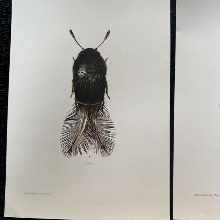 Литография 27х19 см Insectes d'Europe 2 шт стр. 52/67