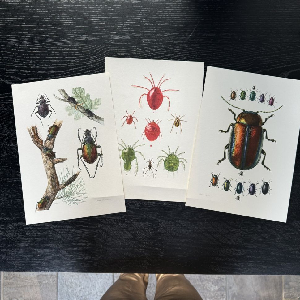 Литография 27х19 см Insectes d'Europe 3 шт стр. 46/190/70  