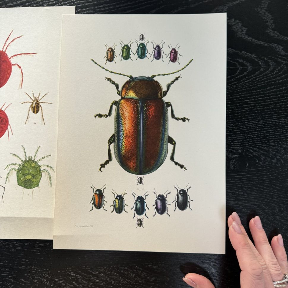 Литография 27х19 см Insectes d'Europe 3 шт стр. 46/190/70  