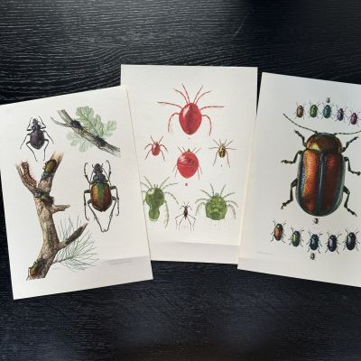 Литография 27х19 см Insectes d'Europe 3 шт стр. 46/190/70  