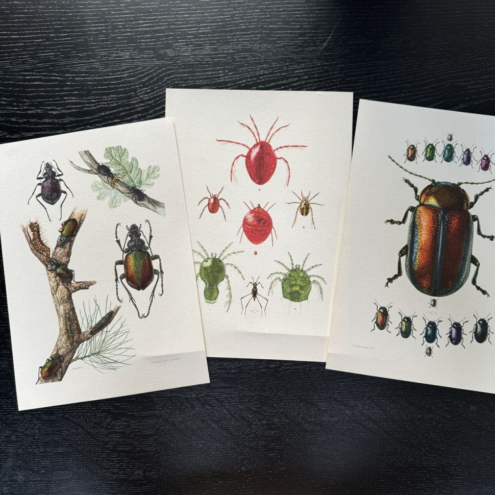 Литография 27х19 см Insectes d'Europe 3 шт стр. 46/190/70  