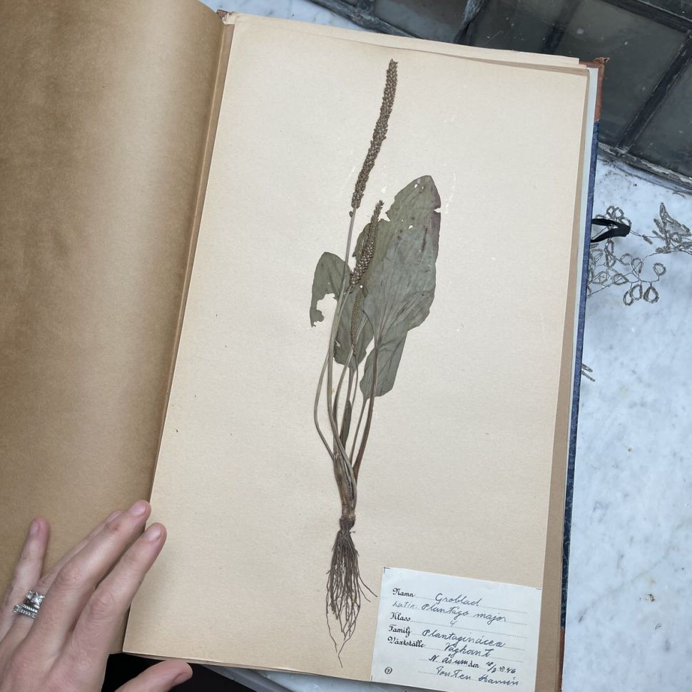 Лист гербария Torsten Hansen Швеция