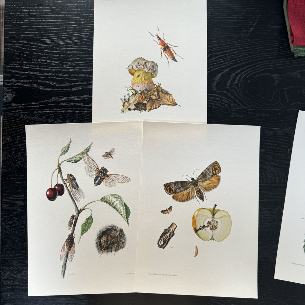 Литография 27х19 см Insectes d'Europe 3 шт стр. 49/19/110