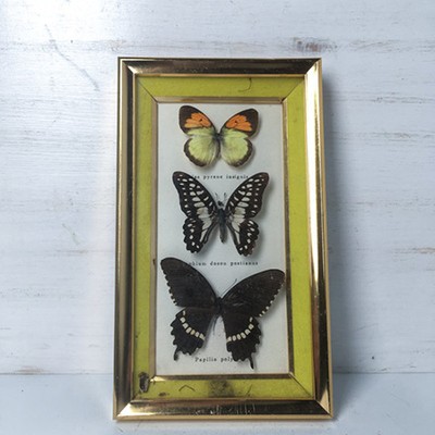 Бабочки панно в рамках
