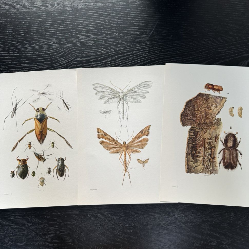 Литография 27х19 см Insectes d'Europe 3 шт стр. 87/14/113