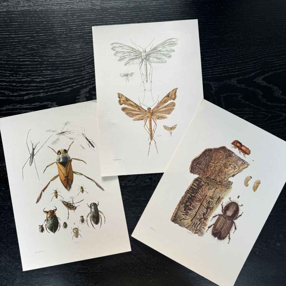 Литография 27х19 см Insectes d'Europe 3 шт стр. 87/14/113