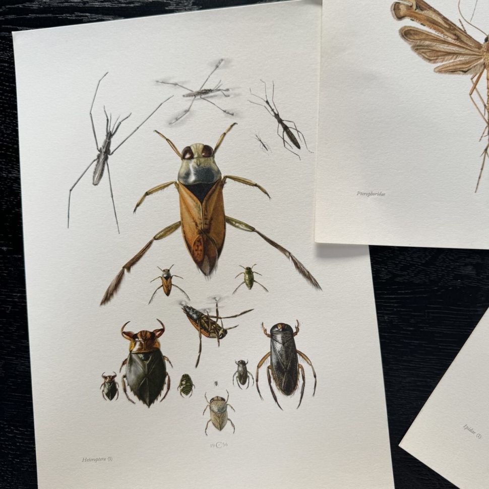 Литография 27х19 см Insectes d'Europe 3 шт стр. 87/14/113