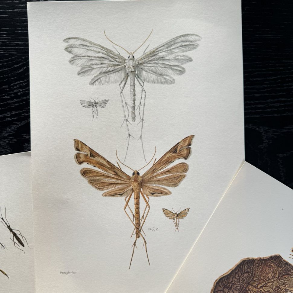 Литография 27х19 см Insectes d'Europe 3 шт стр. 87/14/113