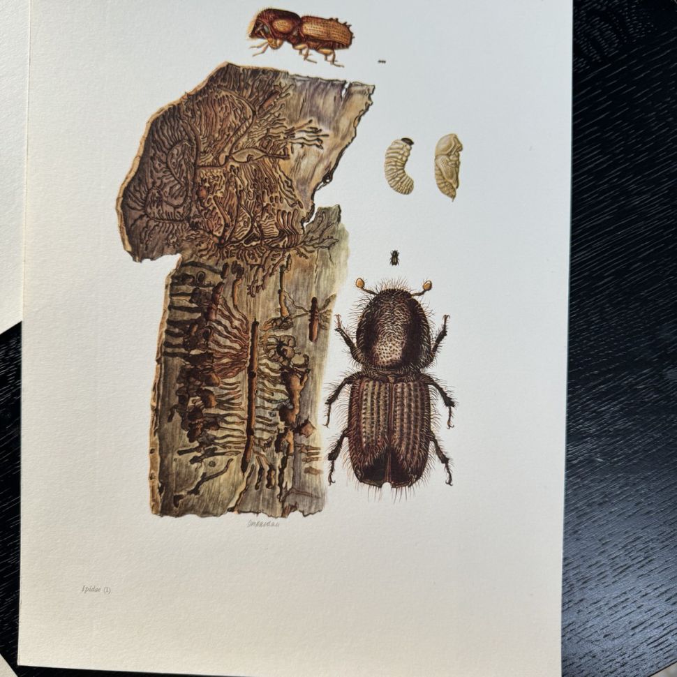 Литография 27х19 см Insectes d'Europe 3 шт стр. 87/14/113
