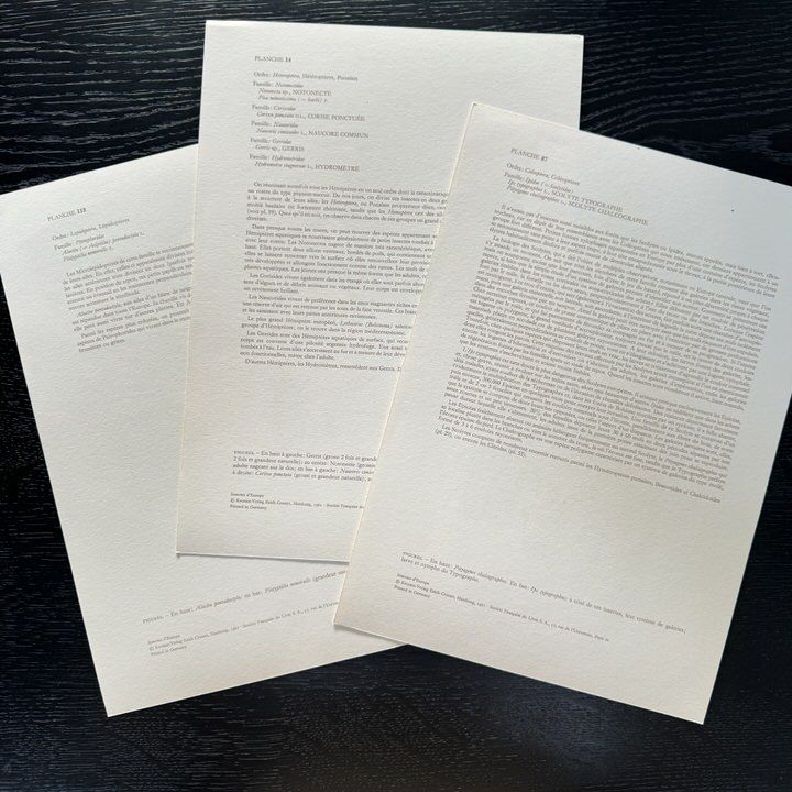 Литография 27х19 см Insectes d'Europe 3 шт стр. 87/14/113