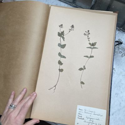 Лист гербария Torsten Hansen Швеция