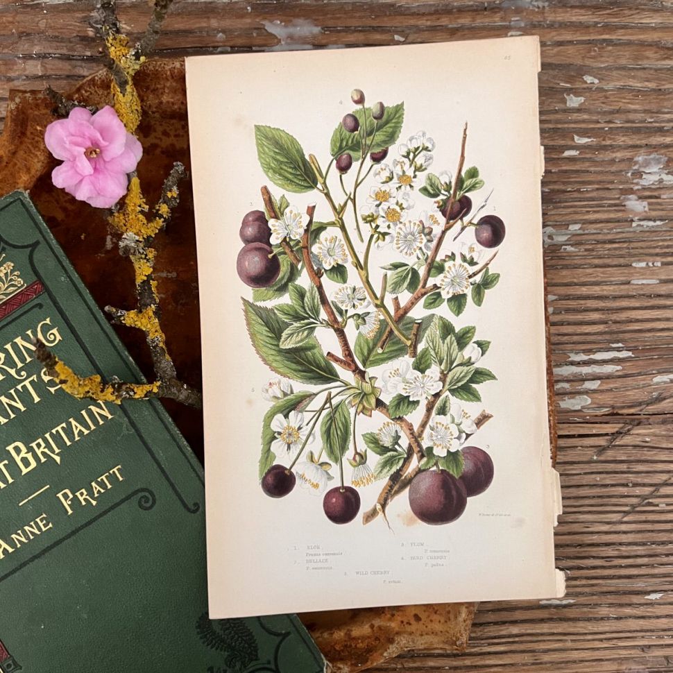 Литография 14х22 см  Flowering Plants by Anne Pratt №65 Англия