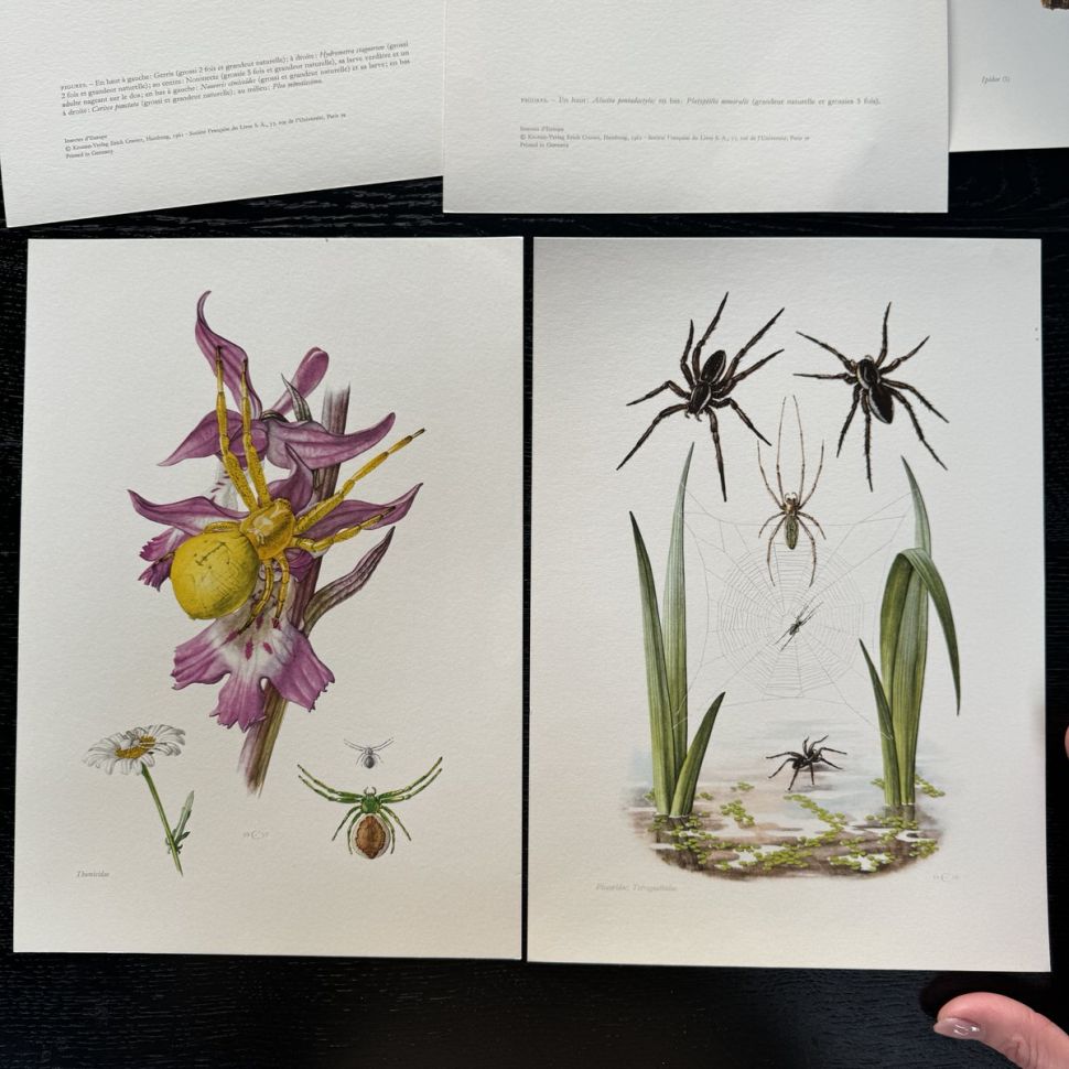 Литография 27х19 см Insectes d'Europe 2 шт стр. 181/185 