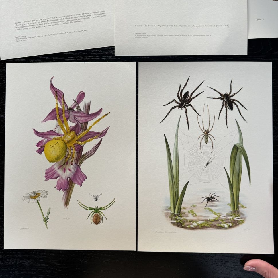 Литография 27х19 см Insectes d'Europe 2 шт стр. 181/185 