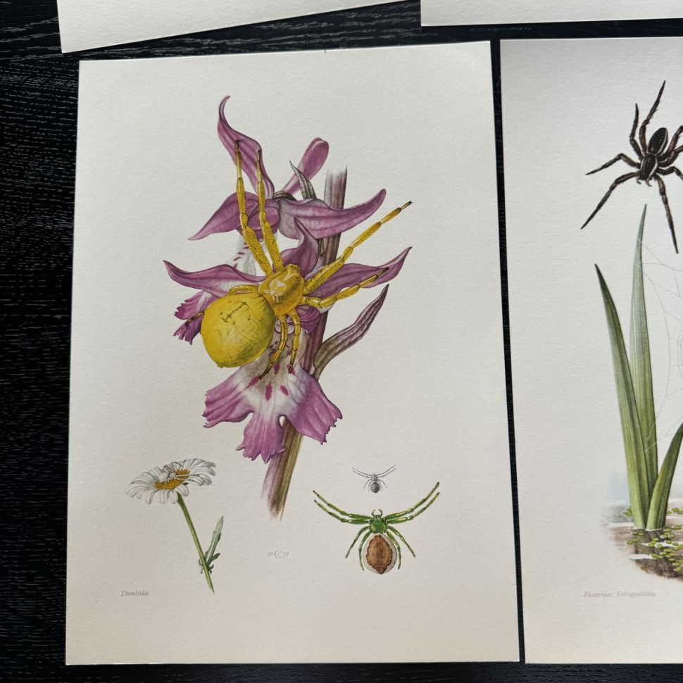 Литография 27х19 см Insectes d'Europe 2 шт стр. 181/185 