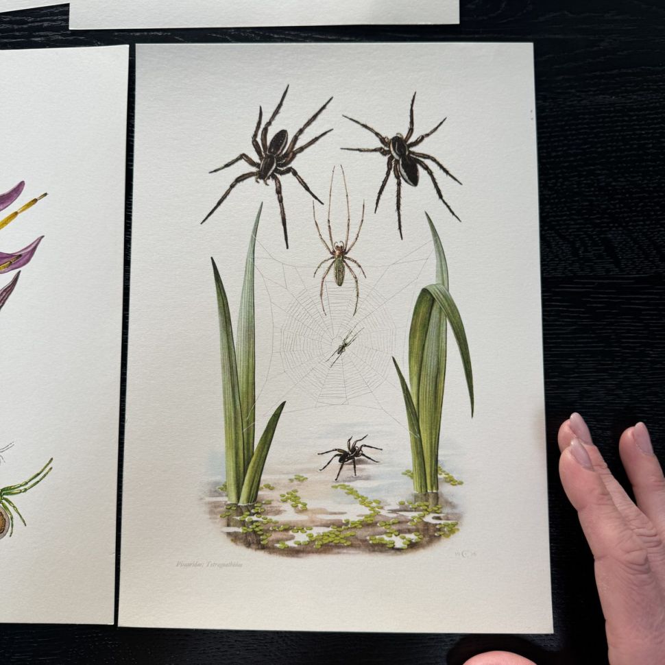 Литография 27х19 см Insectes d'Europe 2 шт стр. 181/185 