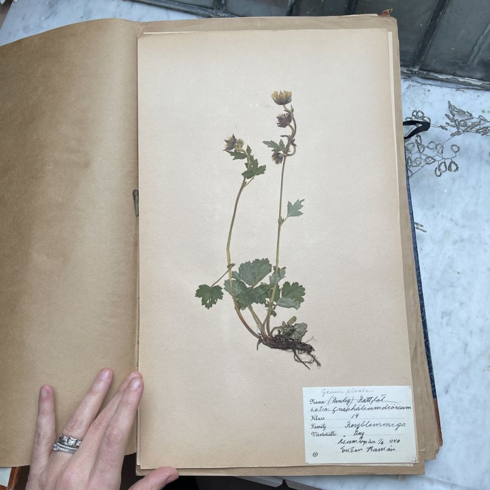 Лист гербария Torsten Hansen Швеция 