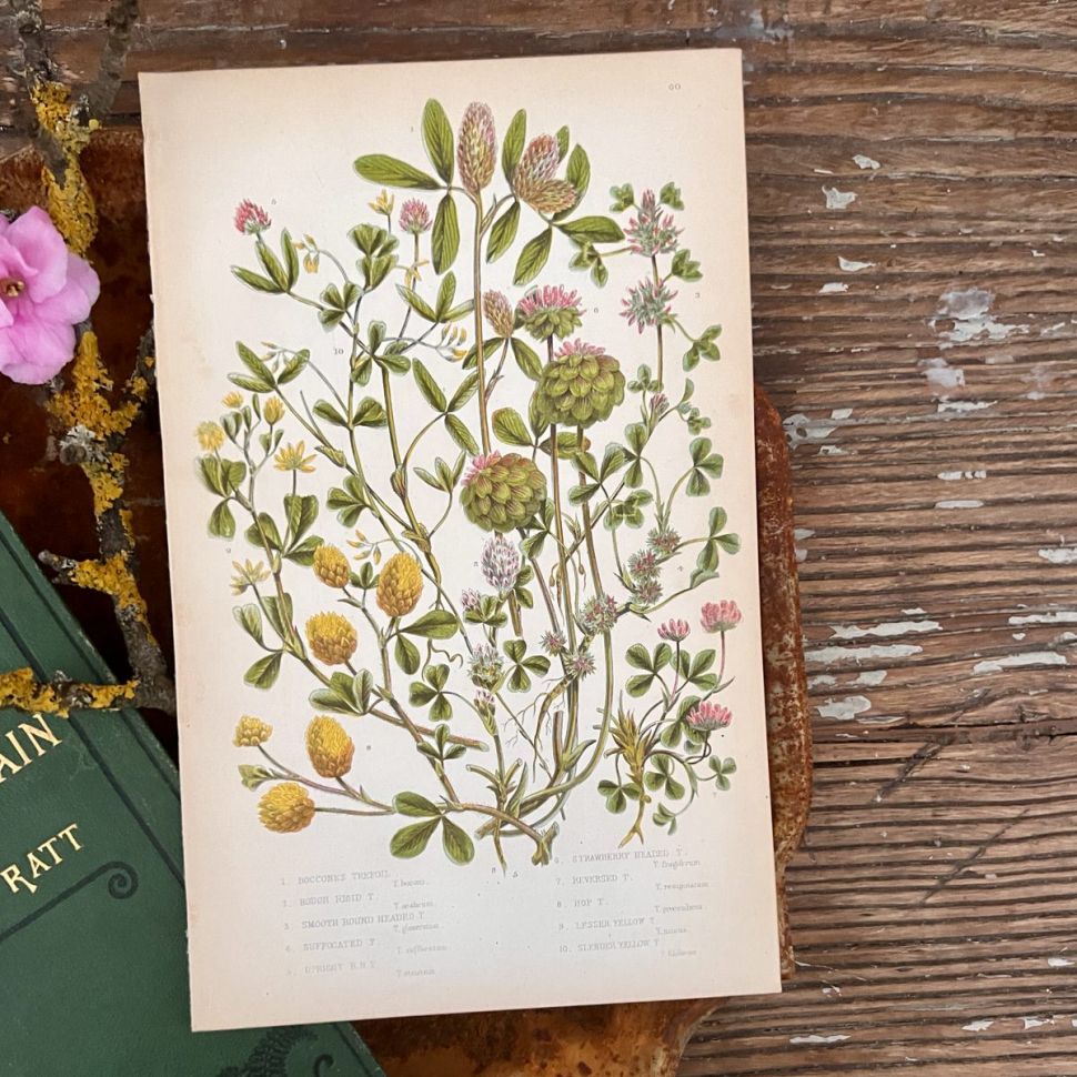 Литография 14х22 см  Flowering Plants by Anne Pratt №60 Англия