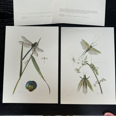 Литография 27х19 см Insectes d'Europe 2 шт стр. 6/3