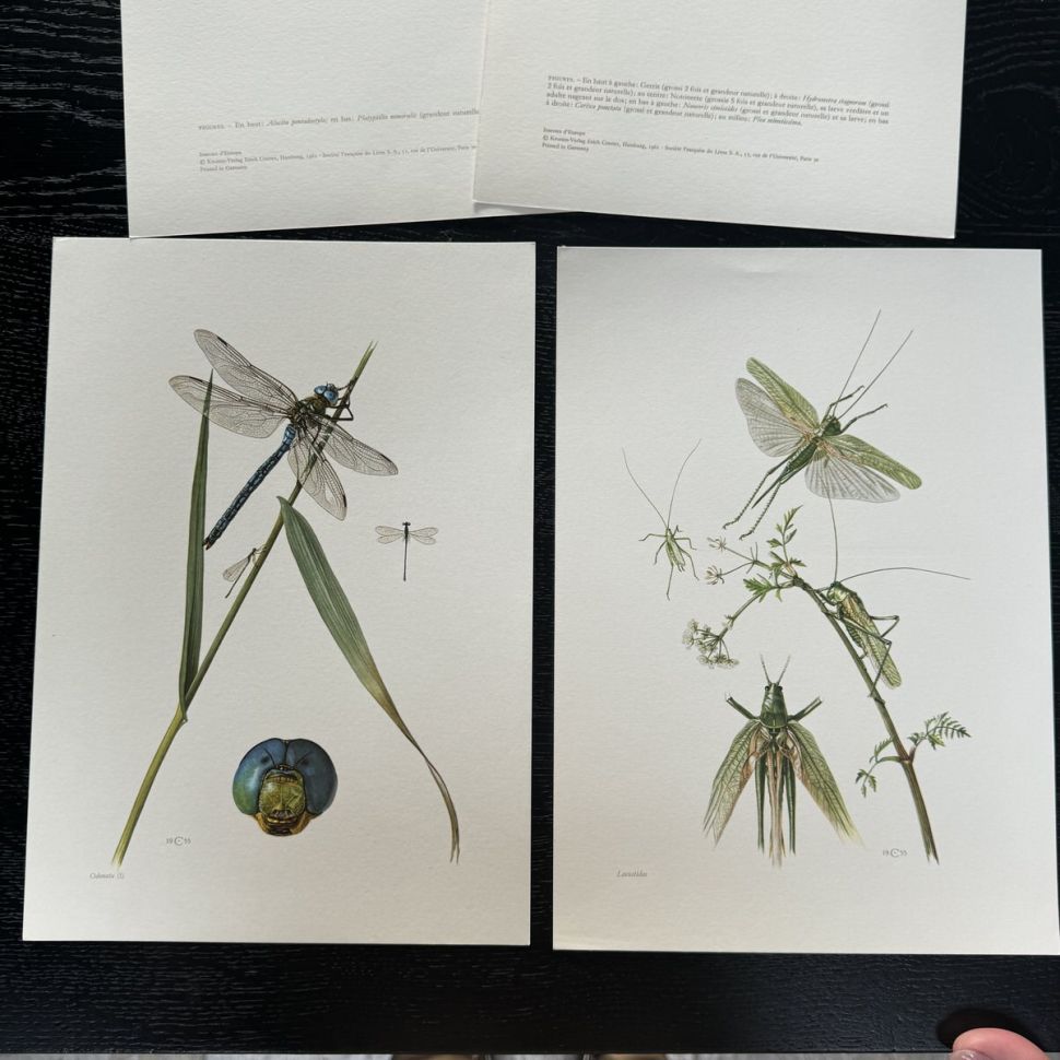 Литография 27х19 см Insectes d'Europe 2 шт стр. 6/3