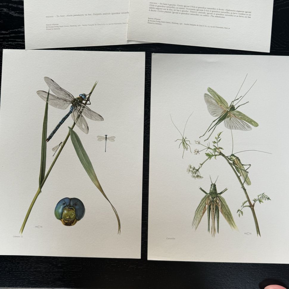 Литография 27х19 см Insectes d'Europe 2 шт стр. 6/3