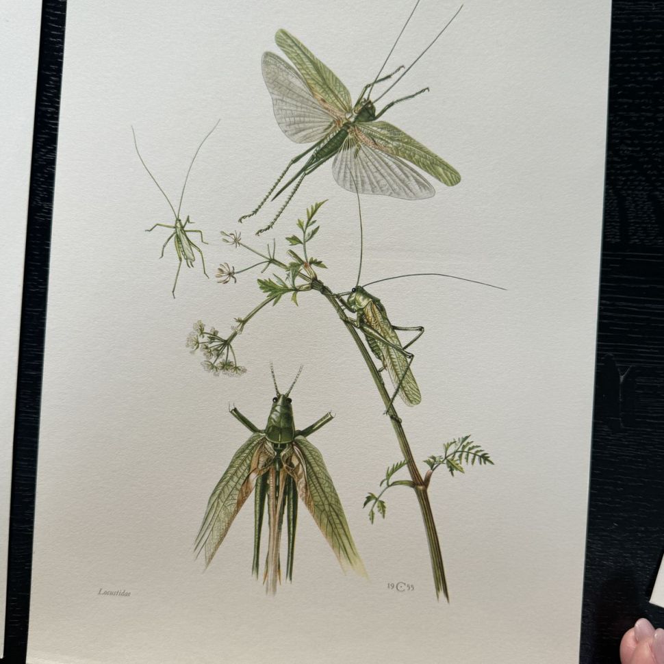 Литография 27х19 см Insectes d'Europe 2 шт стр. 6/3