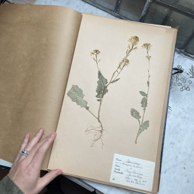 Лист гербария Torsten Hansen Швеция