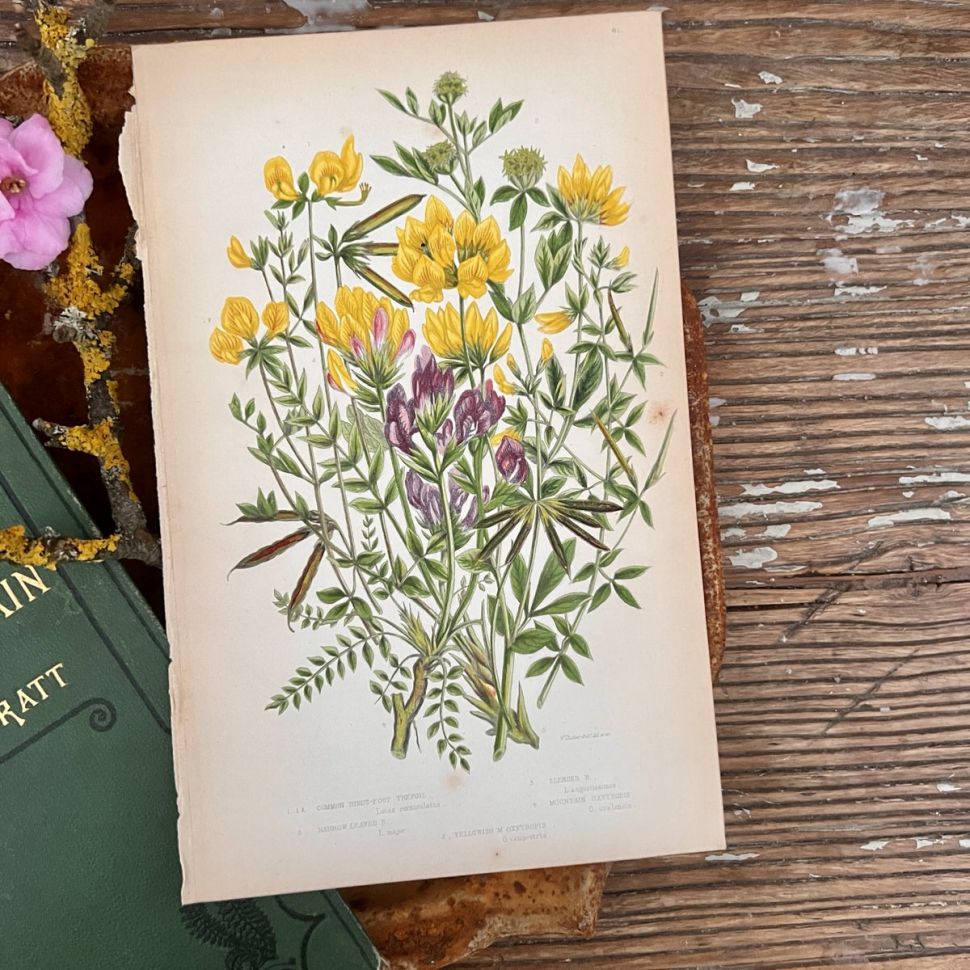 Литография 14х22 см Flowering Plants by Anne Pratt №61 Англия