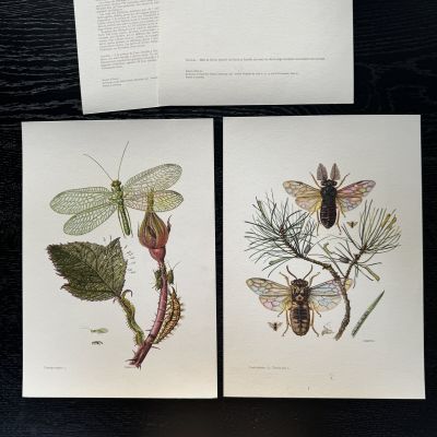 Литография 27х19 см Insectes d'Europe 2 шт стр. 26/99