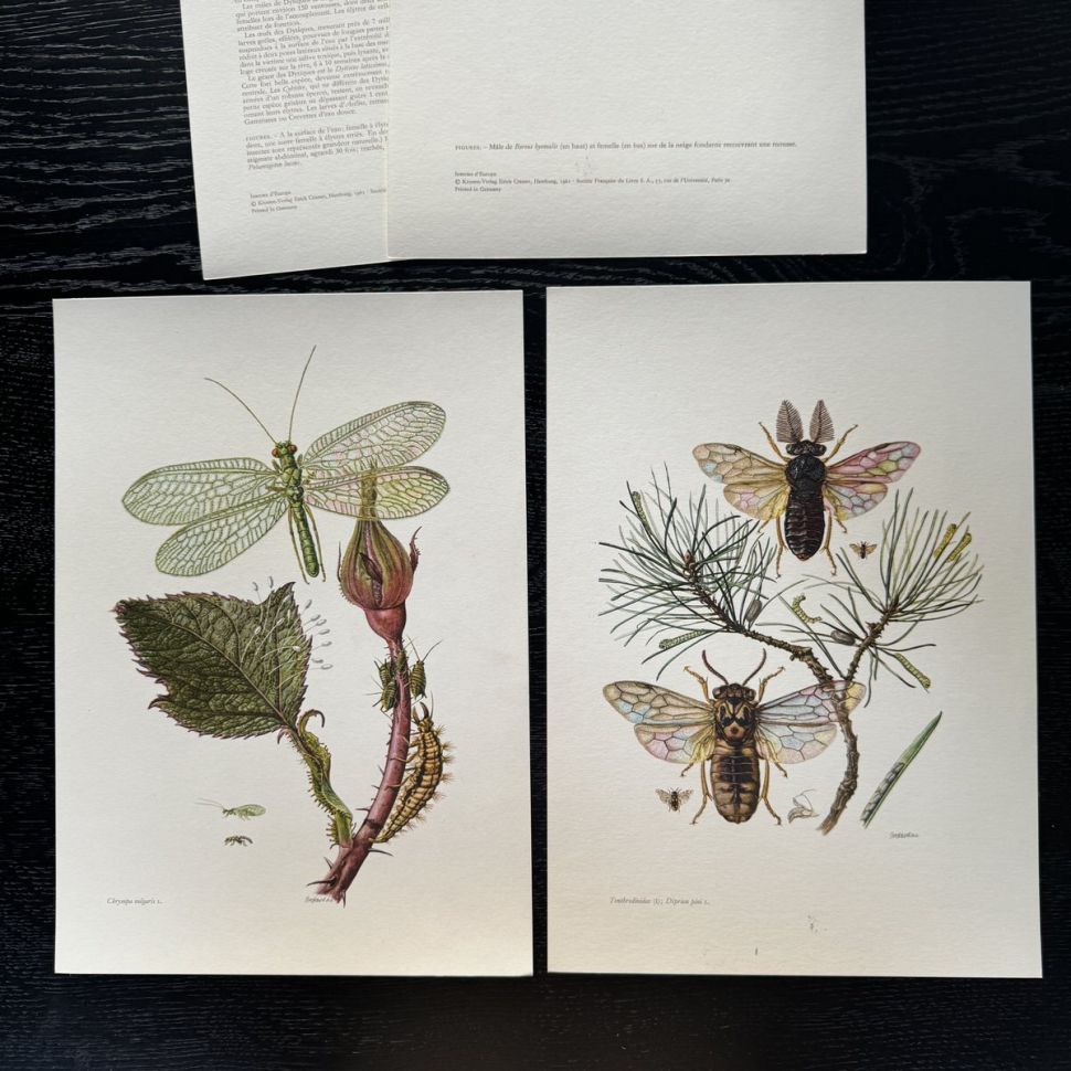Литография 27х19 см Insectes d'Europe 2 шт стр. 26/99