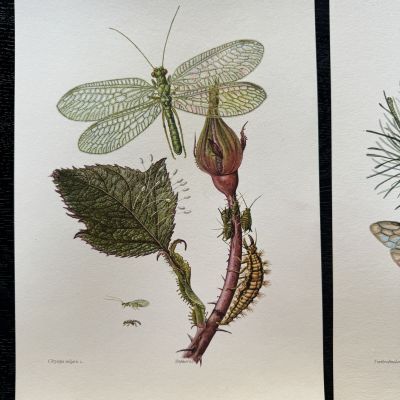 Литография 27х19 см Insectes d'Europe 2 шт стр. 26/99
