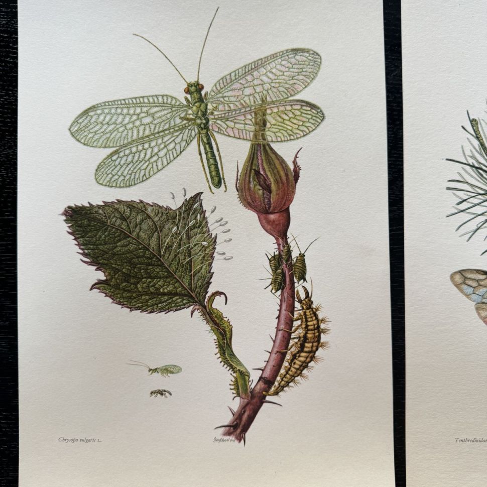 Литография 27х19 см Insectes d'Europe 2 шт стр. 26/99