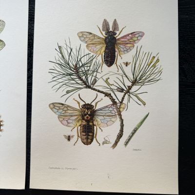 Литография 27х19 см Insectes d'Europe 2 шт стр. 26/99
