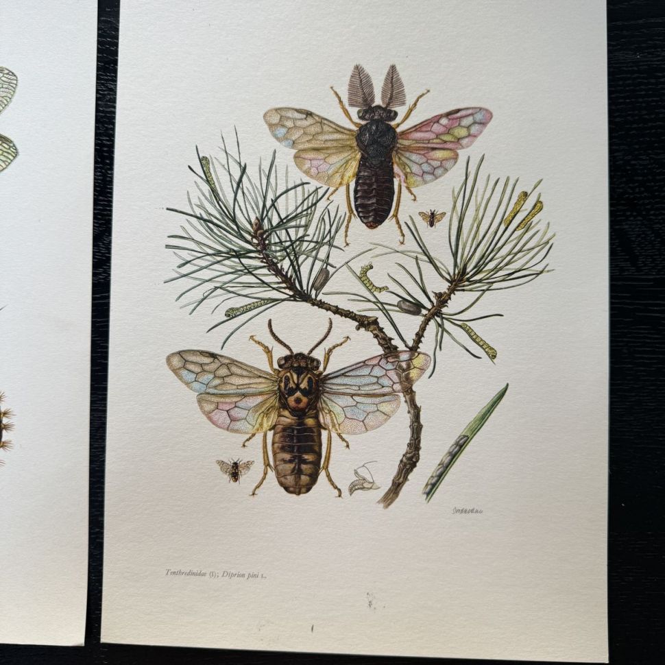 Литография 27х19 см Insectes d'Europe 2 шт стр. 26/99