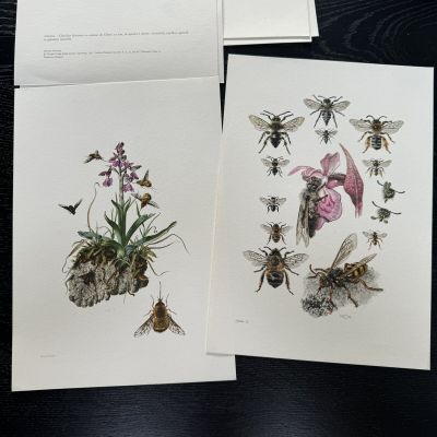 Литография 27х19 см Insectes d'Europe 2 шт стр. 169/38