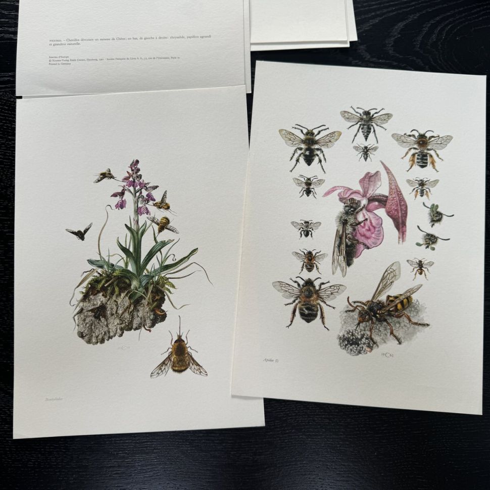 Литография 27х19 см Insectes d'Europe 2 шт стр. 169/38