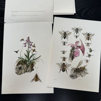 Литография 27х19 см Insectes d'Europe 2 шт стр. 169/38
