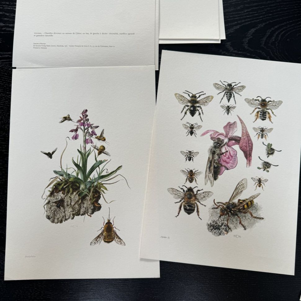 Литография 27х19 см Insectes d'Europe 2 шт стр. 169/38