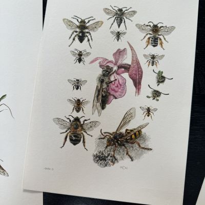 Литография 27х19 см Insectes d'Europe 2 шт стр. 169/38