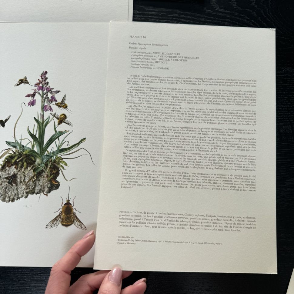 Литография 27х19 см Insectes d'Europe 2 шт стр. 169/38