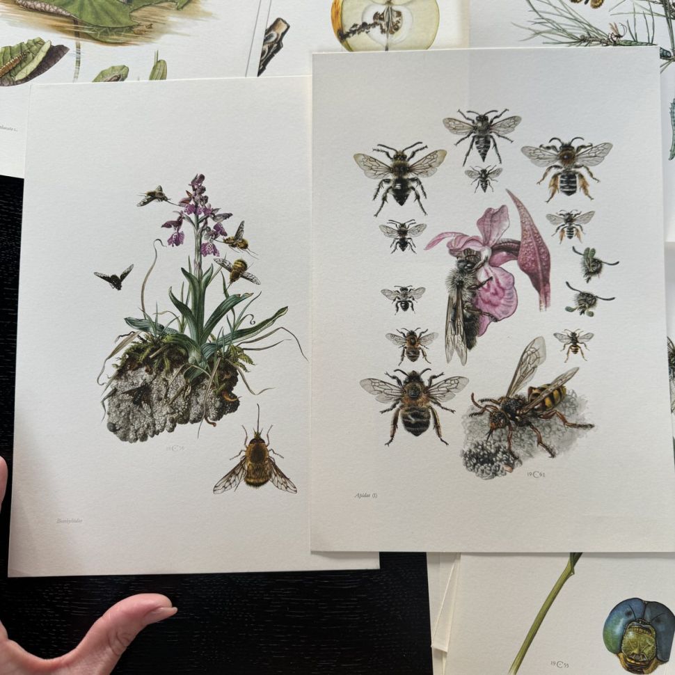 Литография 27х19 см Insectes d'Europe 2 шт стр. 169/38