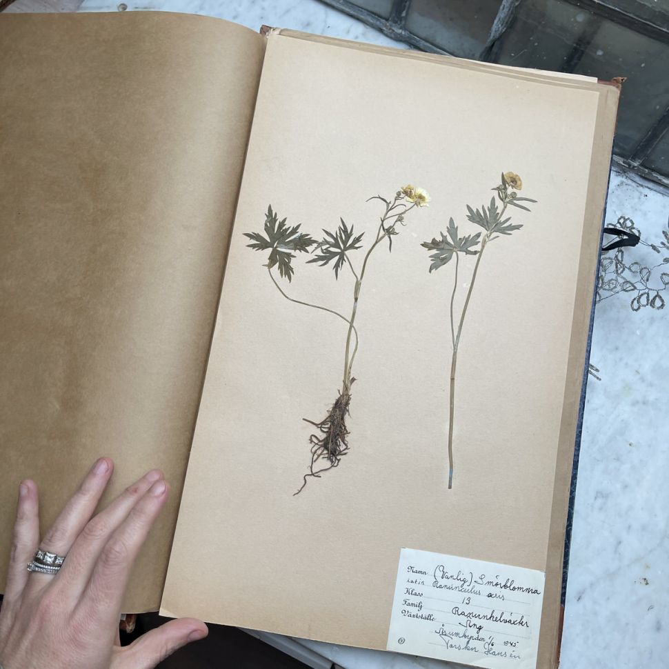 Лист гербария Torsten Hansen Швеция