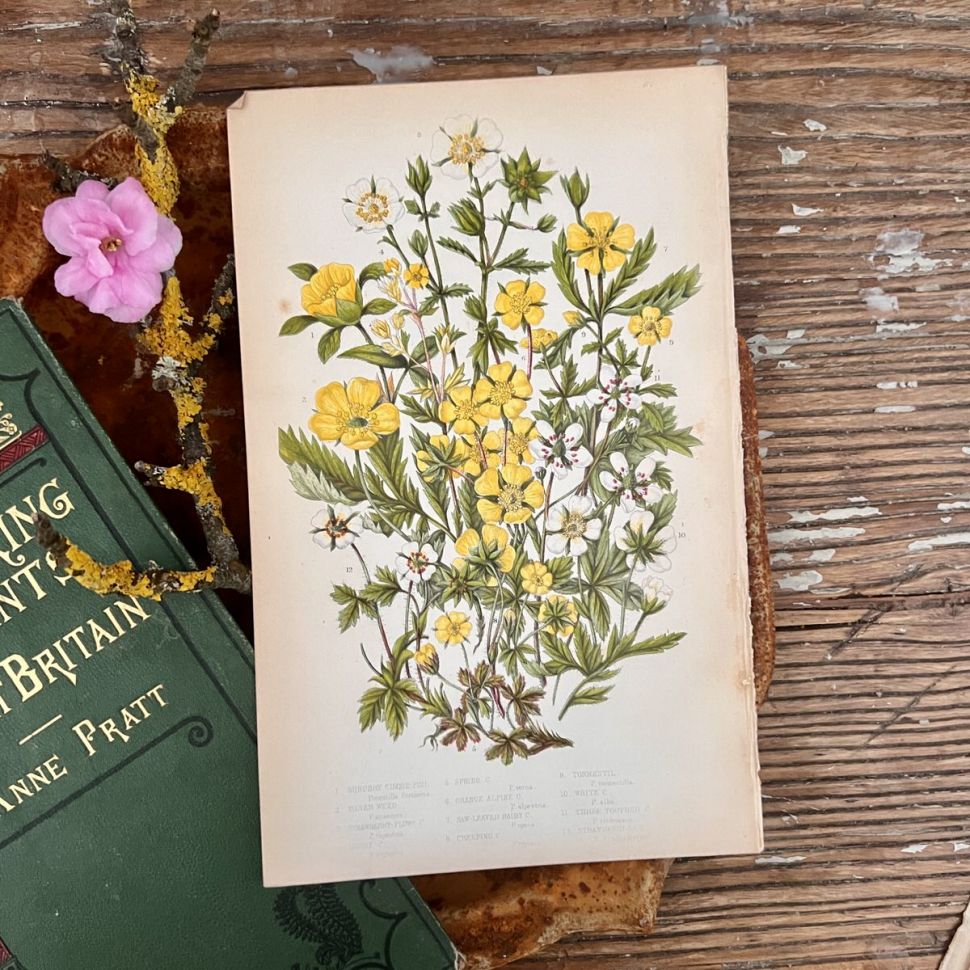 Литография 14х22 см  Flowering Plants by Anne Pratt №67 Англия