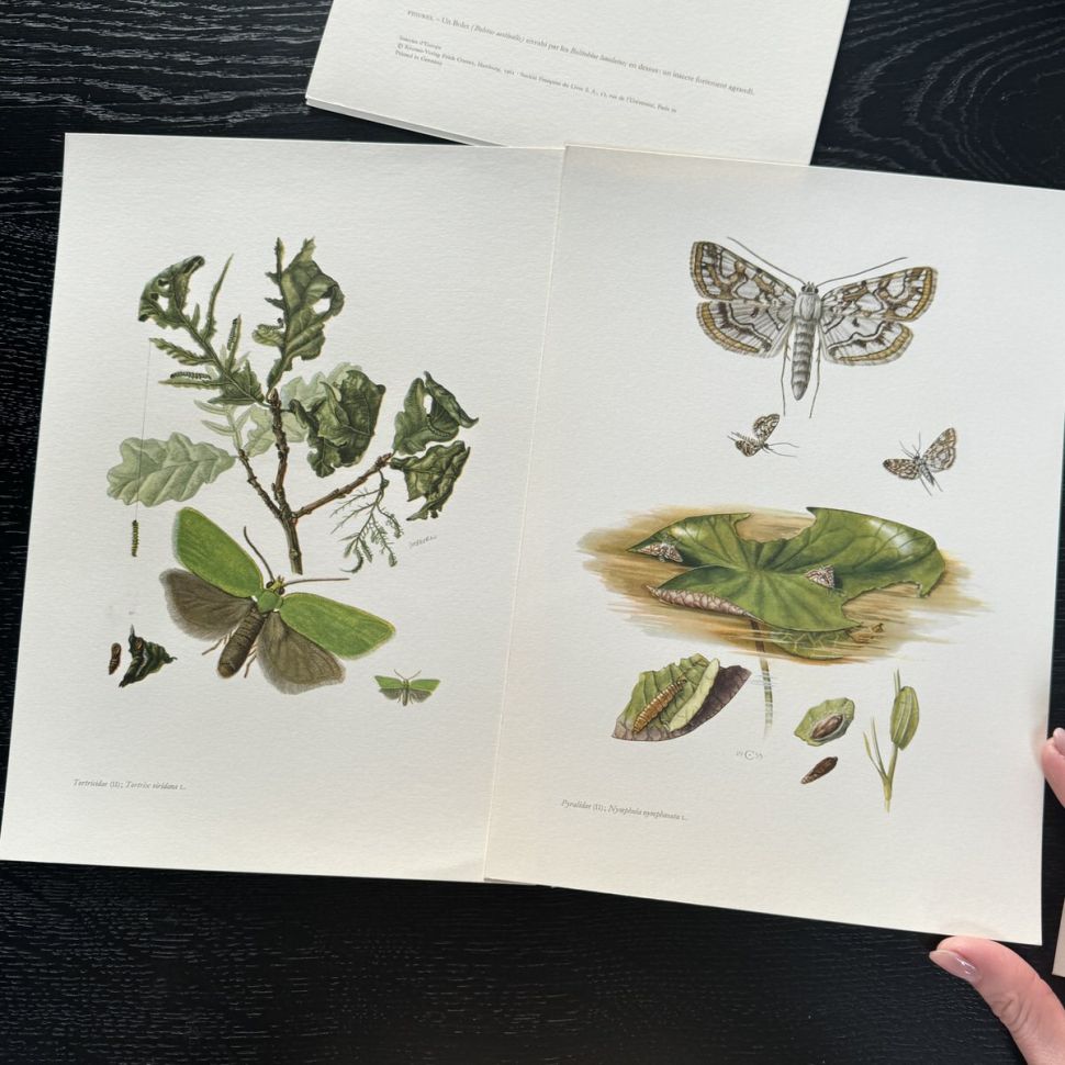 Литография 27х19 см Insectes d'Europe 2 шт стр. 115/111