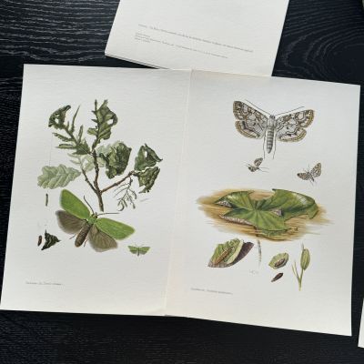 Литография 27х19 см Insectes d'Europe 2 шт стр. 115/111