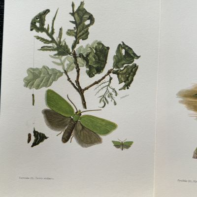 Литография 27х19 см Insectes d'Europe 2 шт стр. 115/111