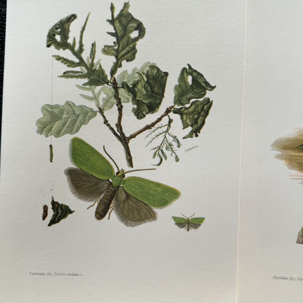 Литография 27х19 см Insectes d'Europe 2 шт стр. 115/111